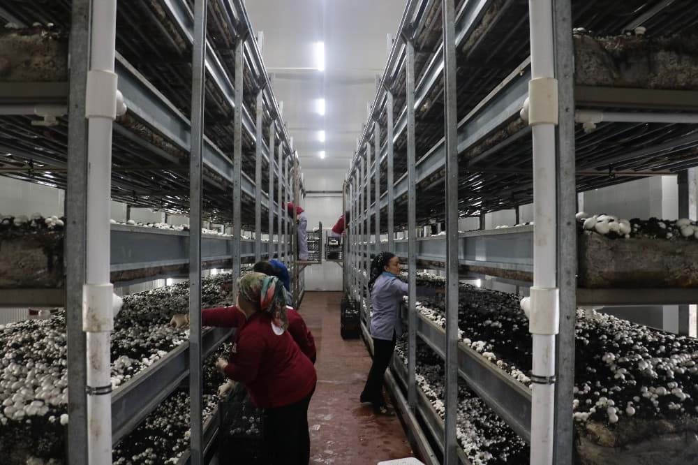 Mantar Soğuk Hava Deposu