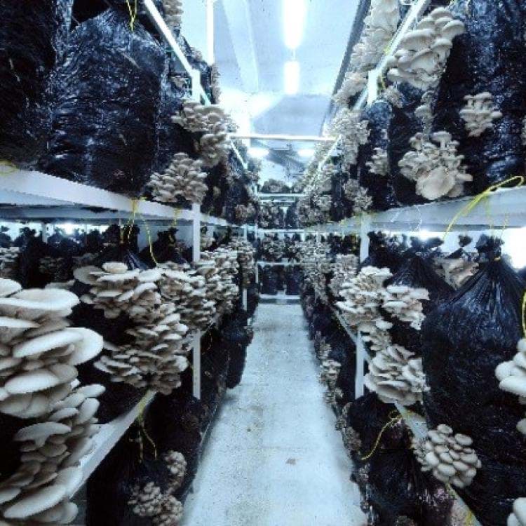 Mantar Soğuk Hava Deposu - 4