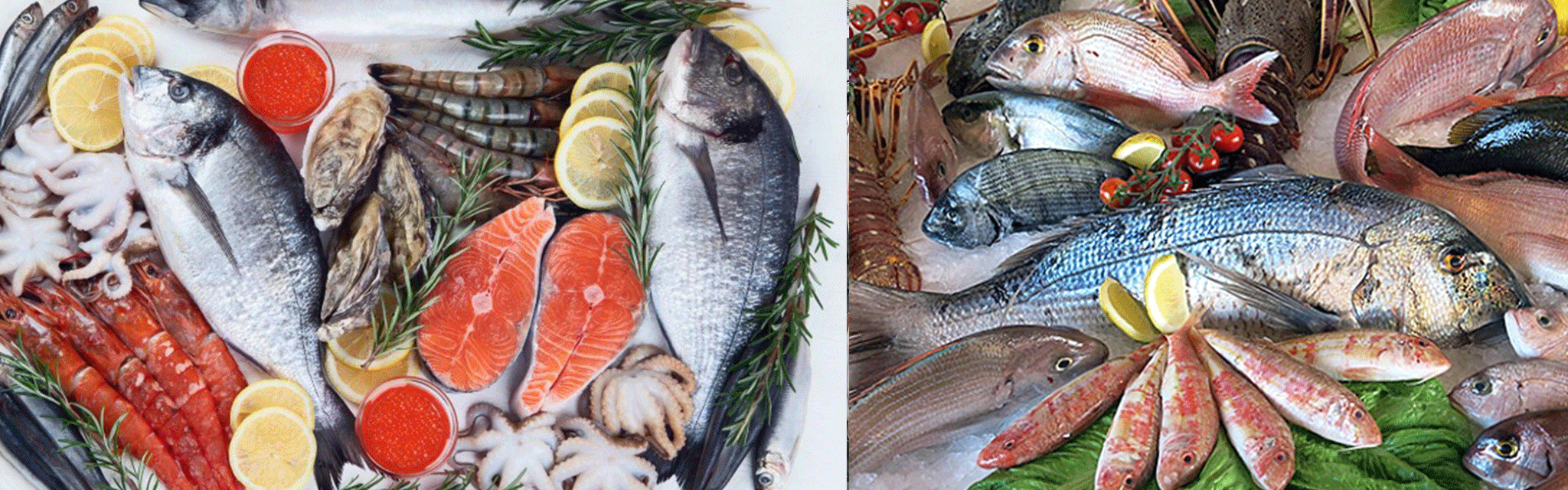 Balık ve Su Ürünleri Soğuk ve Donuk Oda