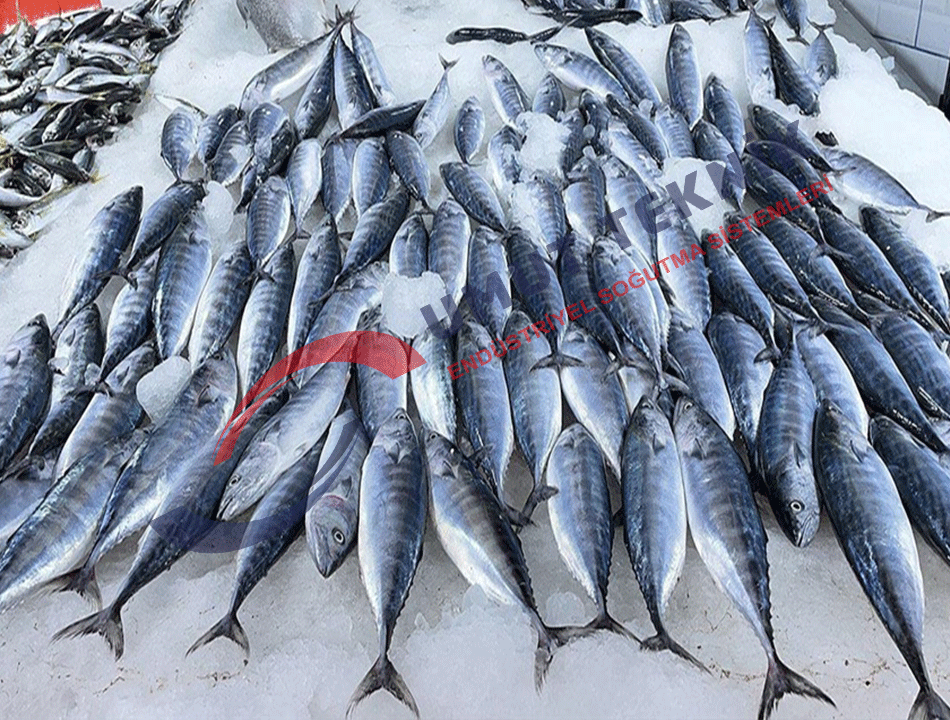 Balık ve Su Ürünleri Soğuk ve Donuk Oda - 1